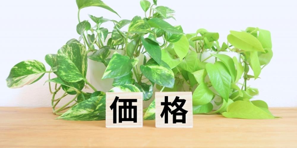 観葉植物の前に置かれた「価格」の文字ブロック