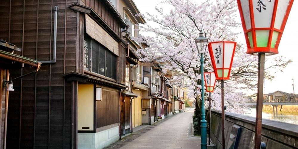 桜が咲き誇る春のひがし茶屋街(石川県金沢市)の町並みと提灯が並ぶ風情ある小道の風景